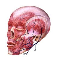 Paralisia Facial
